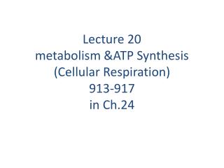 Lecture 20 metabolism &amp;ATP Synthesis (Cellular Respiration) 913-917 in Ch.24