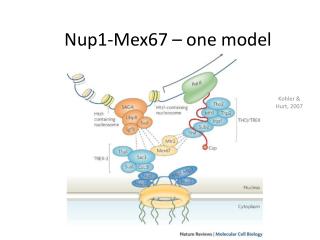 Nup1-Mex67 – one model