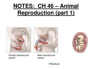 NOTES: CH 46 – Animal Reproduction (part 1)