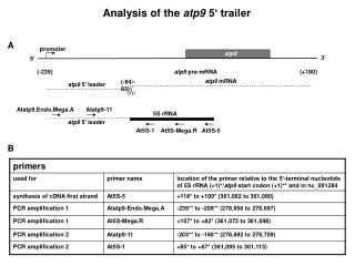 Analysis of the atp9 5‘ trailer