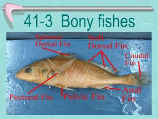 41-3 Bony fishes