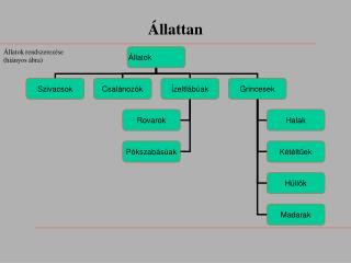 Állatok rendszerezése (hiányos ábra)