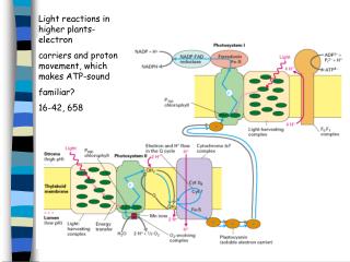 Light reactions in higher plants-electron carriers and proton movement, which makes ATP-sound