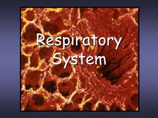 Respiratory System