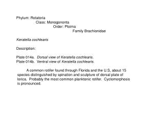 Phylum: Rotatoria Class: Monogononta