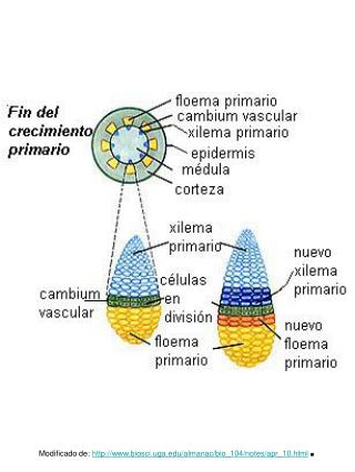 Modificado de: biosci.uga/almanac/bio_104/notes/apr_10.html .