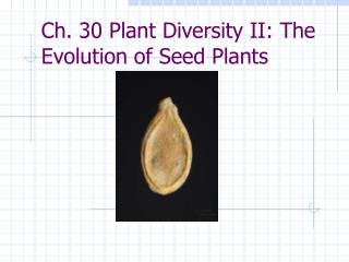 Ch. 30 Plant Diversity II: The Evolution of Seed Plants