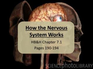 How the Nervous System Works