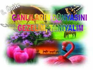 CANLILARIN DÜNYASINI GEZELİM, TANIYALIM