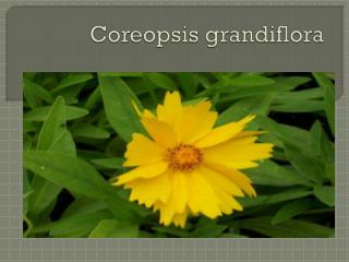 Coreopsis grandiflora