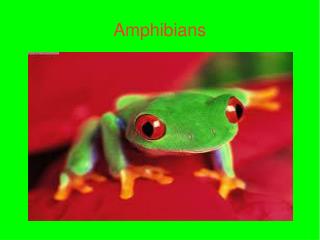 Amphibians