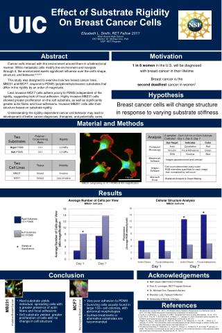 Cellular Structure Analysis MB231 Cell Line