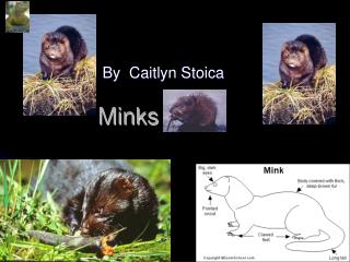 Minks