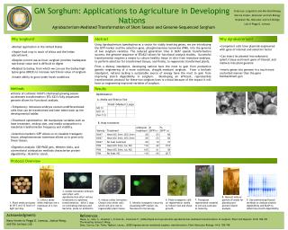 GM Sorghum: Applications to Agriculture in Developing Nations