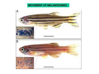 MOVEMENT OF MELANOSOMES