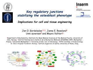 Key regulatory junctions stabilizing the osteoblast phenotype