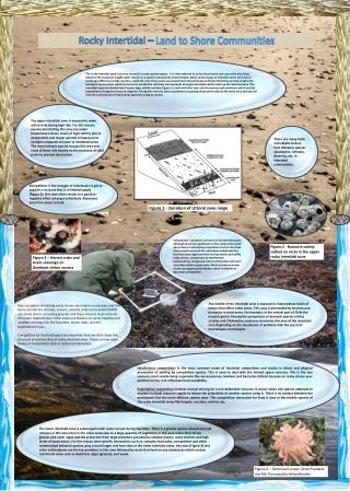 Rocky Intertidal – Land to Shore Communities