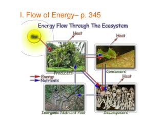 I. Flow of Energy– p. 345