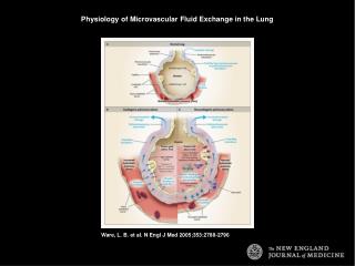 Ware, L. B. et al. N Engl J Med 2005;353:2788-2796