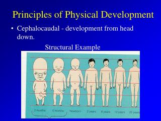 Principles of Physical Development