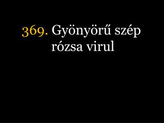 369. Gyönyörű szép rózsa virul