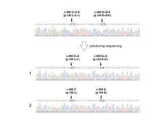c.466 C&gt;C/A (p.156 L&gt;L/I )