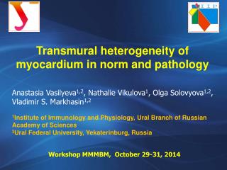 Transmural heterogeneity of myocardium in norm and pathology