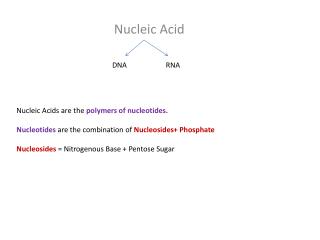 Nucleic Acid