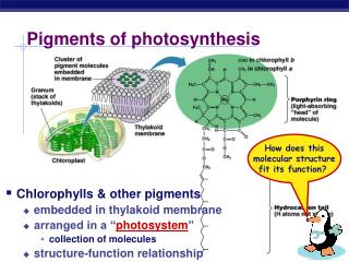 Pigments of photosynthesis