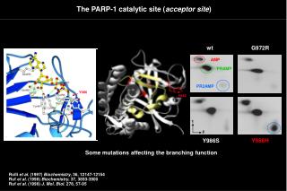 The PARP-1 catalytic site ( acceptor site )