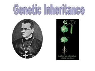 Genetic Inheritance