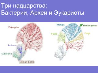 Три надцарства: Бактерии, Археи и Эукариоты