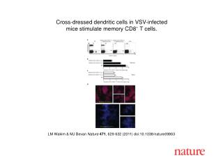 LM Wakim &amp; MJ Bevan Nature 471 , 629-632 (2011) doi:10.1038/nature09863