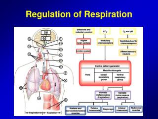 Regulation of Respiration