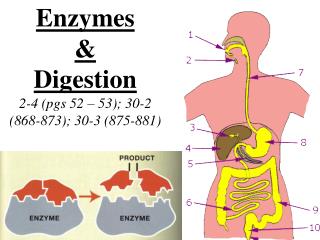 Enzymes &amp; Digestion 2-4 (pgs 52 – 53); 30-2 (868-873); 30-3 (875-881)