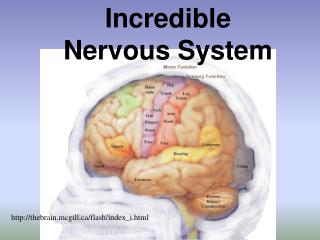Incredible Nervous System