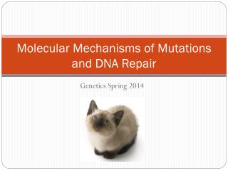 Molecular Mechanisms of Mutations and DNA Repair