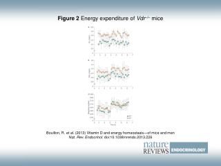 Figure 2 Energy expenditure of Vdr –/– mice