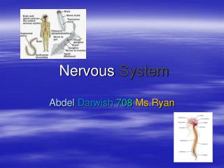 Nervous System