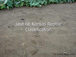 Unit 6b Kansas Reptile Classification