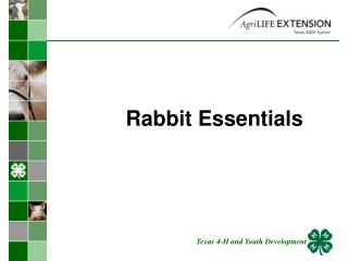 Rabbit Essentials