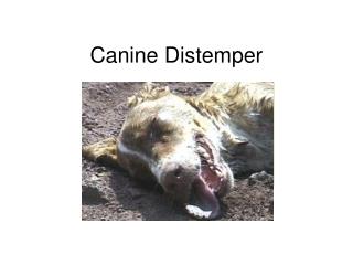 Canine Distemper