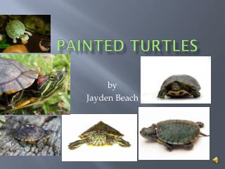 Painted turtles