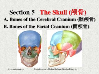 Section 5 The Skull ( 颅骨 )