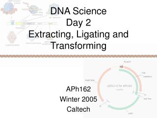 DNA Science Day 2 Extracting, Ligating and Transforming