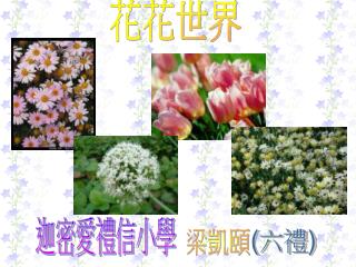 花花世界