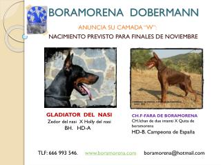 BORAMORENA DOBERMANN