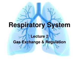 Respiratory System