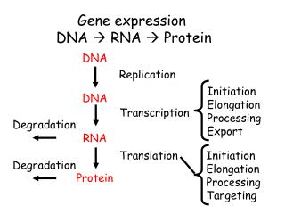 Gene expression DNA  RNA  Protein