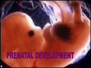 PRENATAL DEVELOPMENT